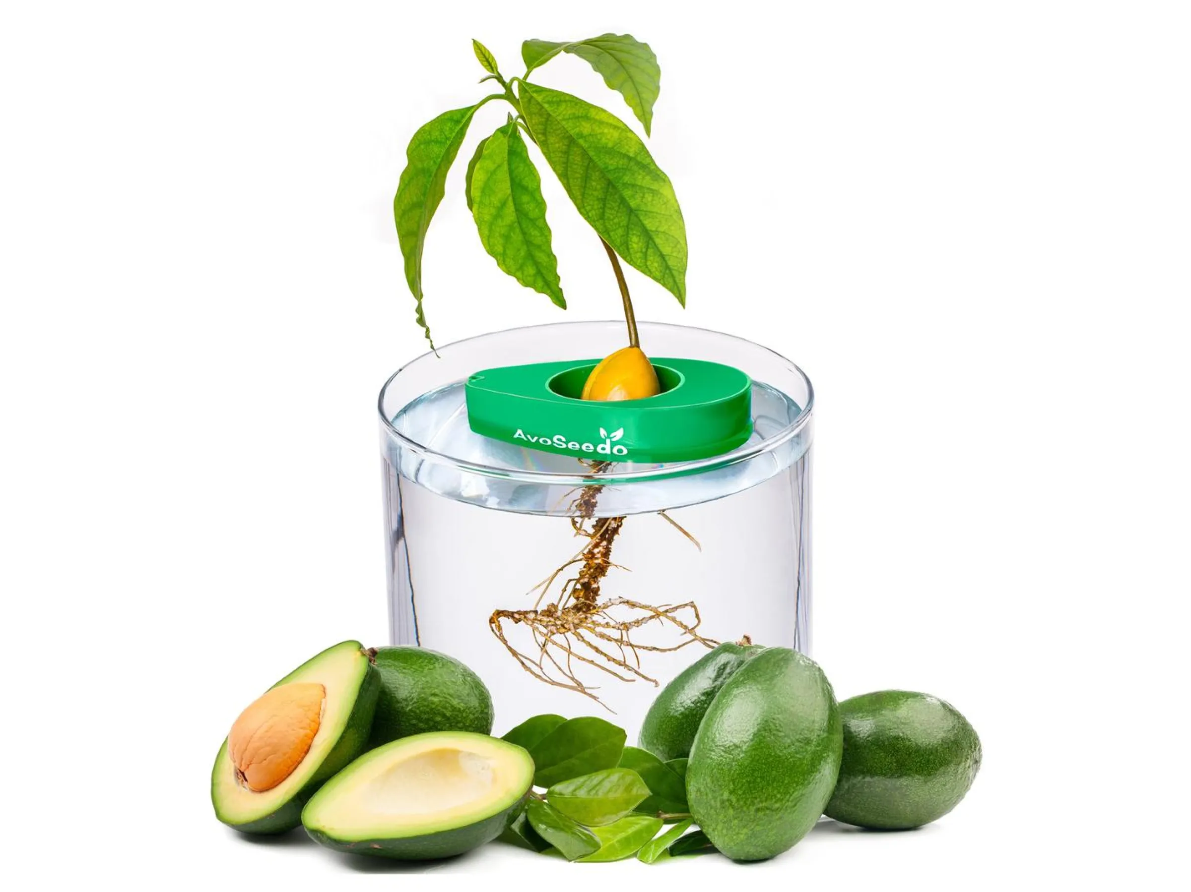 AvoSeedo - Odla avokado