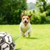 Hundfotboll