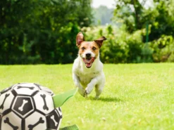Hundfotboll