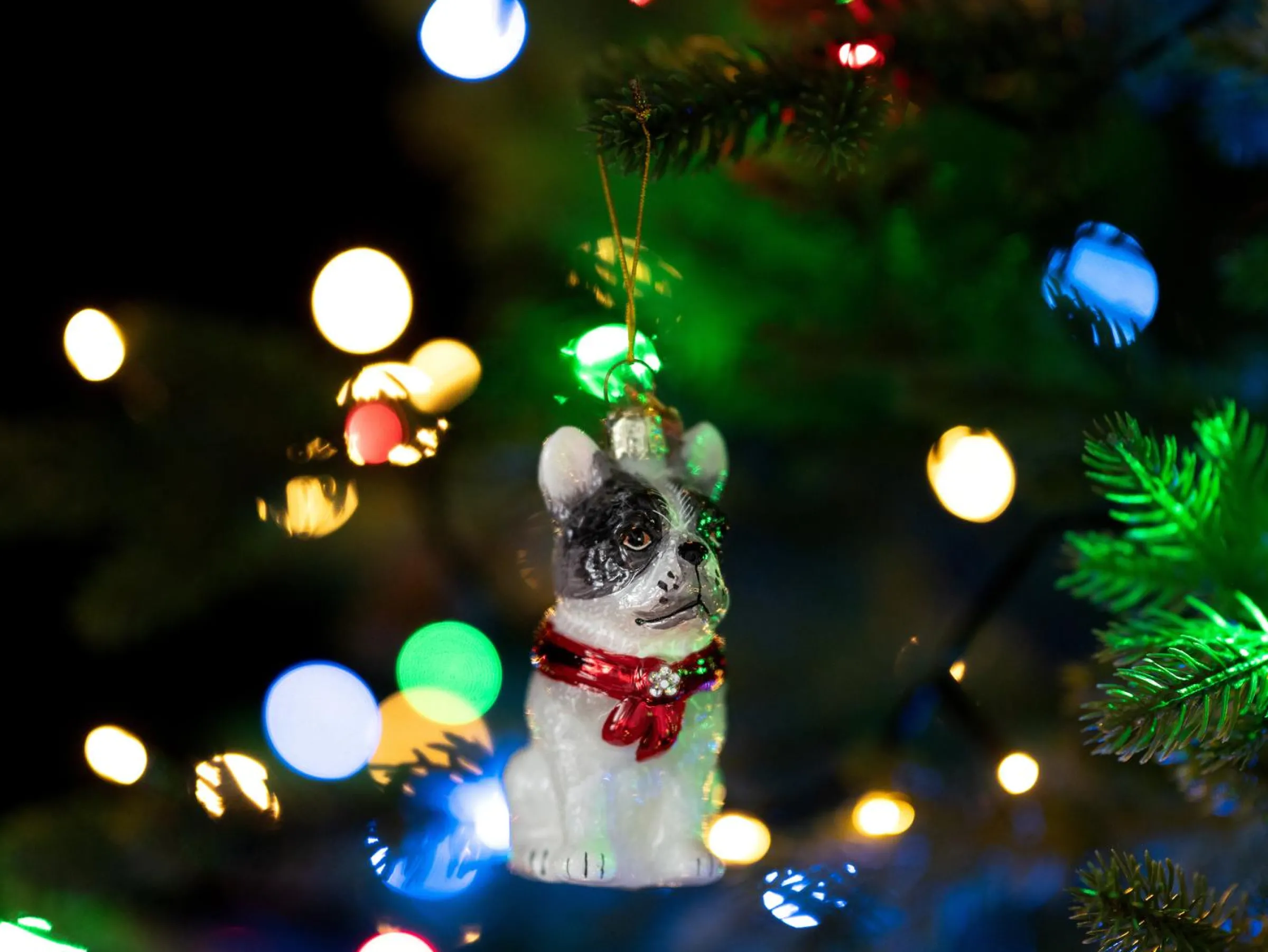 Julgranspynt Fransk Bulldog