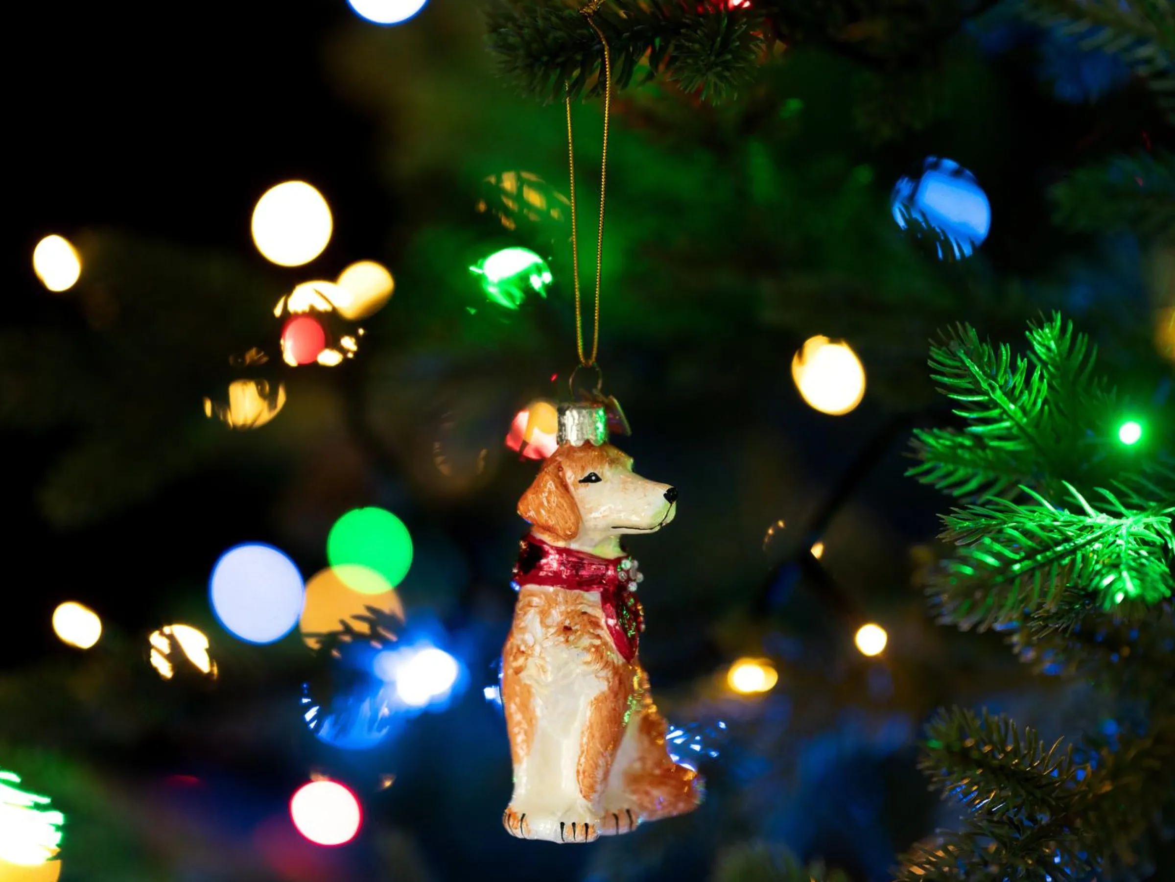 Julgranspynt Golden Retriever