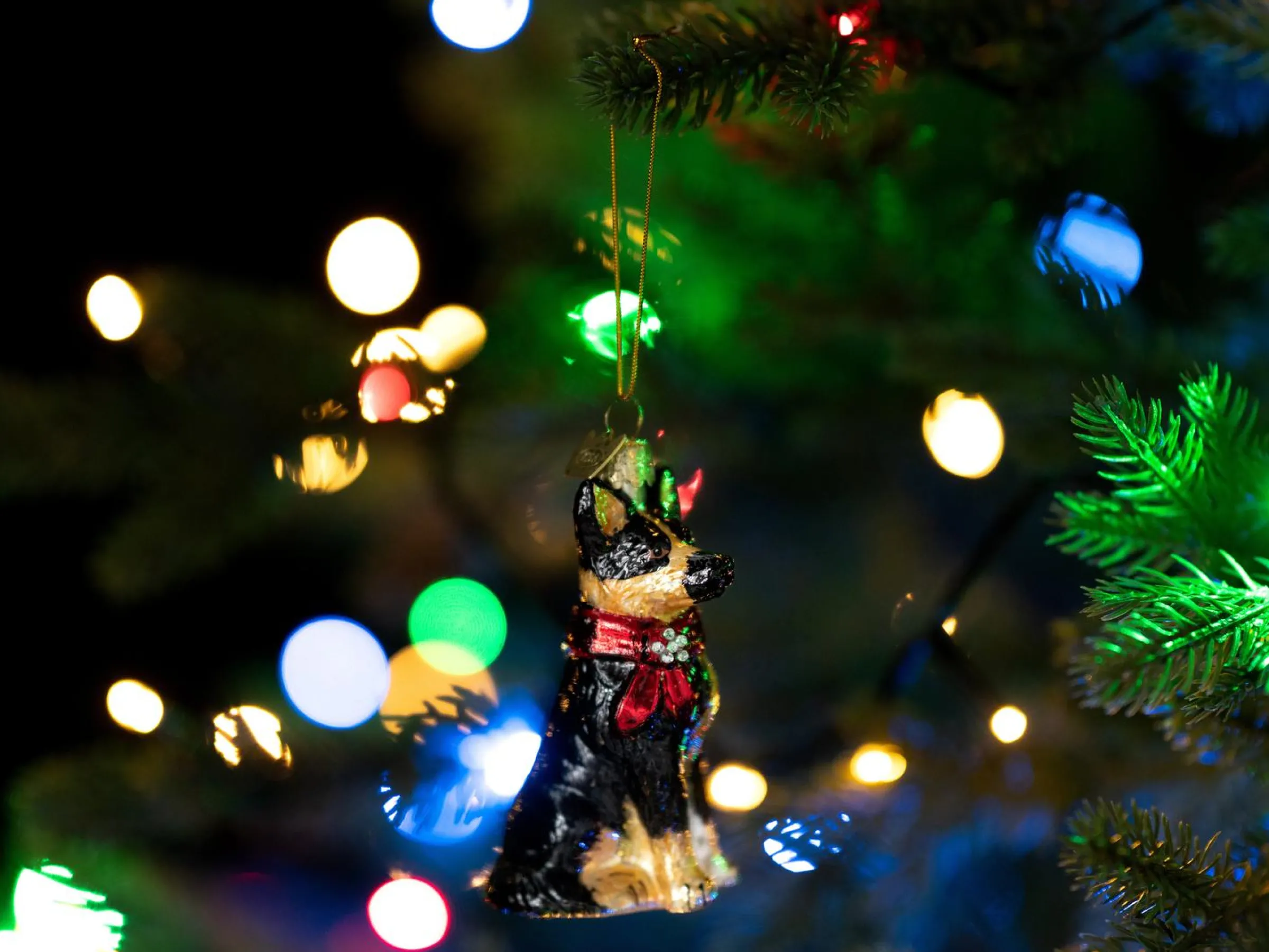 Julgranspynt Schäfer