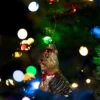 Julgranspynt Yorkshireterrier