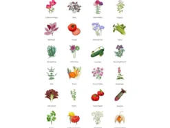 Magic Garden Seeds Adventskalender