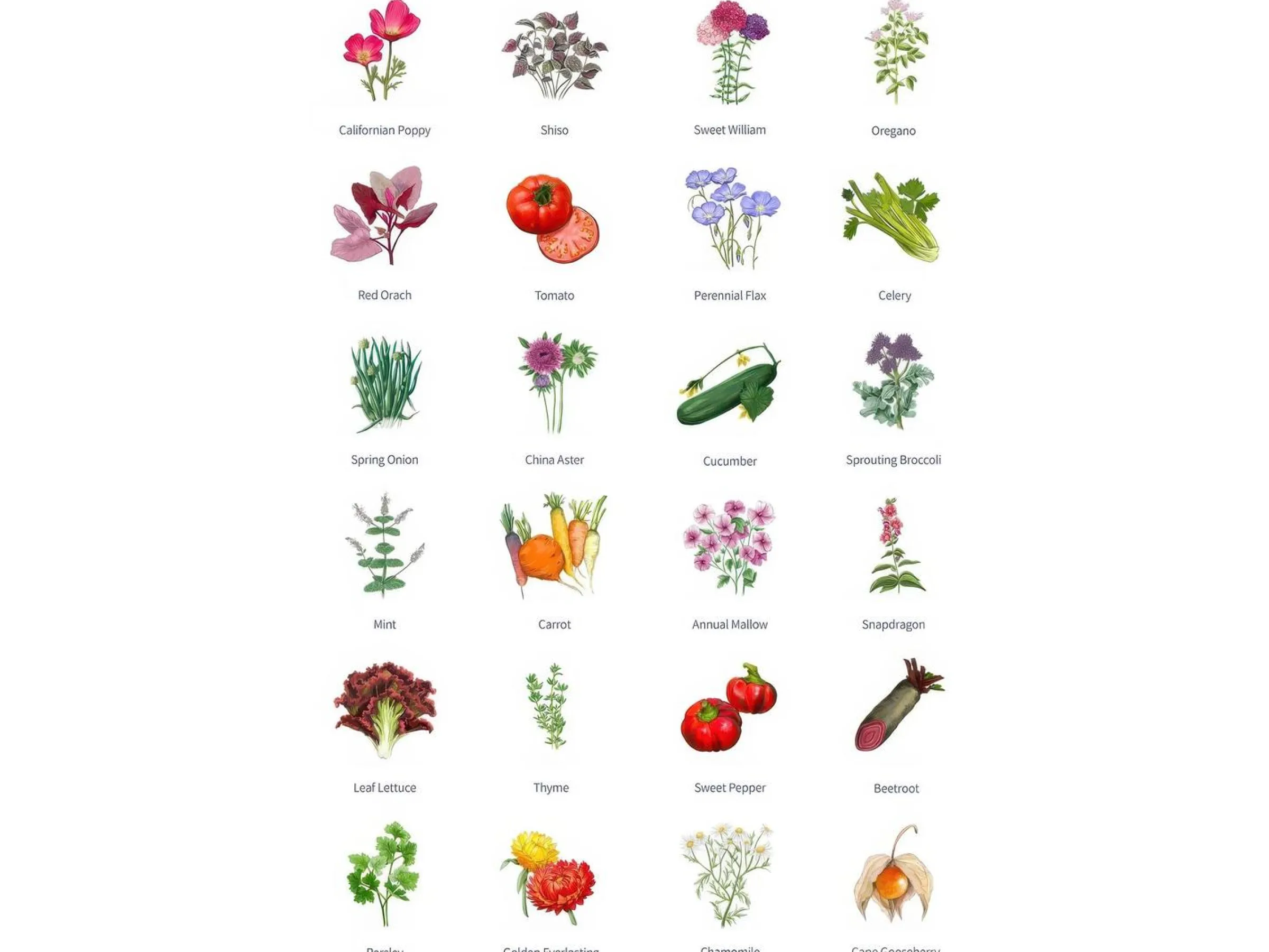 Magic Garden Seeds Adventskalender