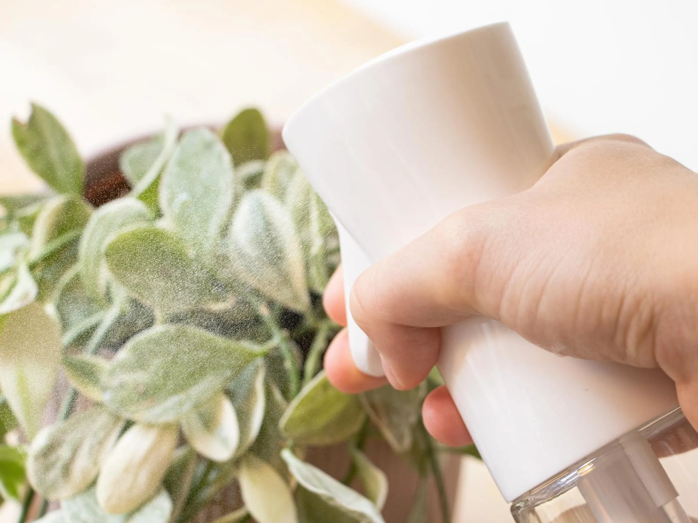 Sprayflaska med Mist
